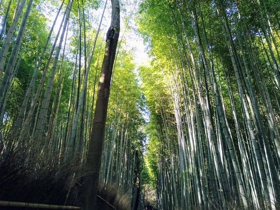 Bamboo Forest